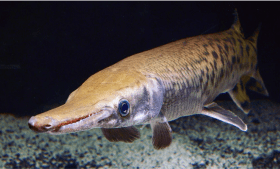 alligator gar