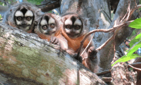 Owl monkeys