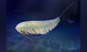 This life reconstruction image shows Lomankus edgecombei in what would have been its natural marine environment. (Illustration by Xiaodong Wang)