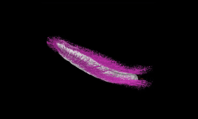 A virtual reconstruction of Punk ferox, highlighting the ancient mollusk’s top-of-the-body spikes (purple).