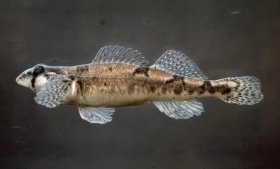 A new study shows that the snail darter, a tiny fish (pictured) that was the focus of a legal battle that gave teeth to the Endangered Species Act, is not a distinct species.