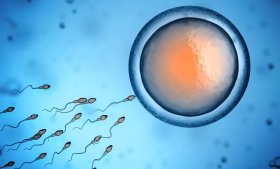 Depiction of sperm cells approaching an egg cell. Credit: Adobe Stock.