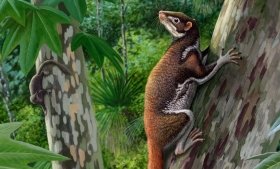 Illustration of Mixodectes pungens (foreground), small mammals that inhabited western North America 62 million years ago, weighed about 3 pounds, dwelled in trees, and largely dined on leaves. They inhabited the same forests as small early primates like Torrejonia wilsoni (background). Credit: Andrey Atuchin.