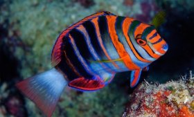 Wrasses and parrotfish, which come in a variety of shapes and colors, are among the most species-rich and ecologically diverse lineages of reef fishes.  Photo by Luiz Rocha © California Academy of Sciences