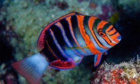 Wrasses and parrotfish, which come in a variety of shapes and colors, are among the most species-rich and ecologically diverse lineages of reef fishes.  Photo by Luiz Rocha © California Academy of Sciences
