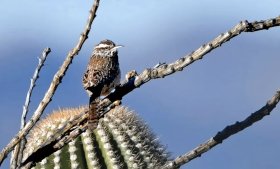 A small, spotted brown bird - a cactus wren - sitting atop a cactus. Photo credit: Jeremy Cohen.
