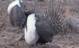 Close-up of a male greater sage-grouse ‘strut’ display.
