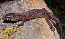 Madrean tropical night lizard (Lepidophyma sylvaticum) El Cielo Biosphere Reserve, municipality of Gómez Farías, Tamaulipas, Mexico (24 May 2005).  (Photo © William L. Farr, Licensed through Creative Commons BY-SA-4.0)