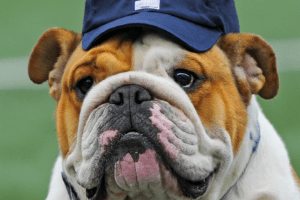 Image of a bulldog wearing a blue Yale baseball cap