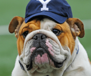 Image of a bulldog wearing a blue Yale baseball cap