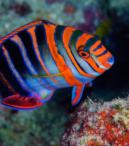 Wrasses and parrotfish, which come in a variety of shapes and colors, are among the most species-rich and ecologically diverse lineages of reef fishes.  Photo by Luiz Rocha © California Academy of Sciences