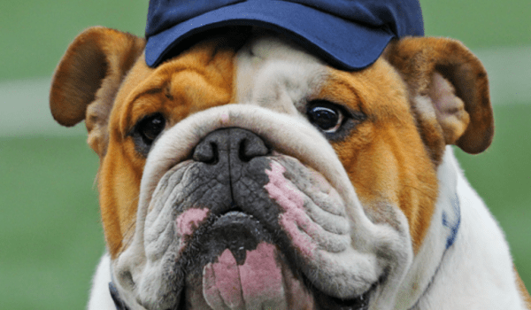 Image of a bulldog wearing a blue Yale baseball cap