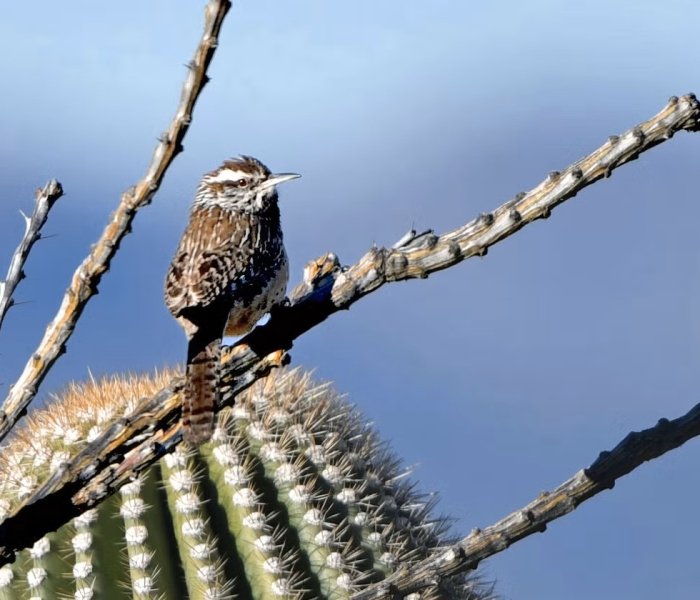A small, spotted brown bird - a cactus wren - sitting atop a cactus. Photo credit: Jeremy Cohen.