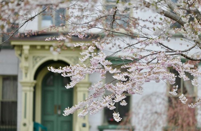 Cherry blossoms in spring