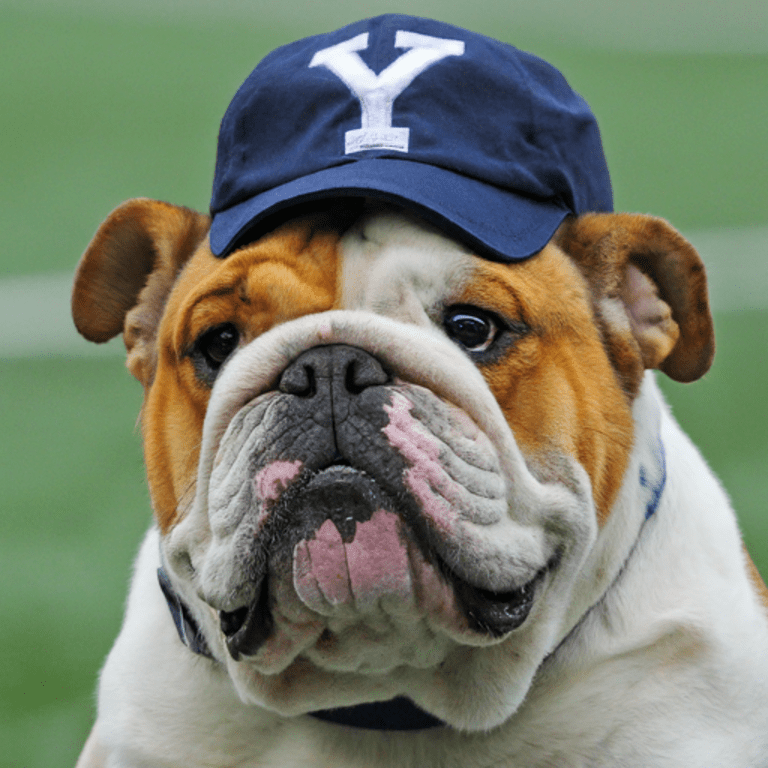 Image of a bulldog wearing a blue Yale baseball cap