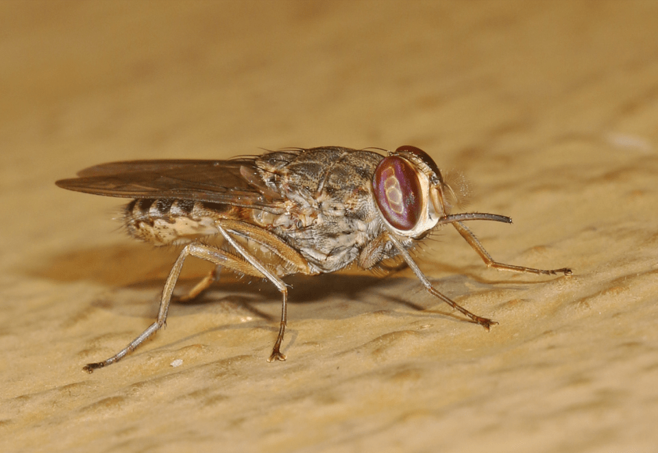 A Tsetse fly in Mozambique