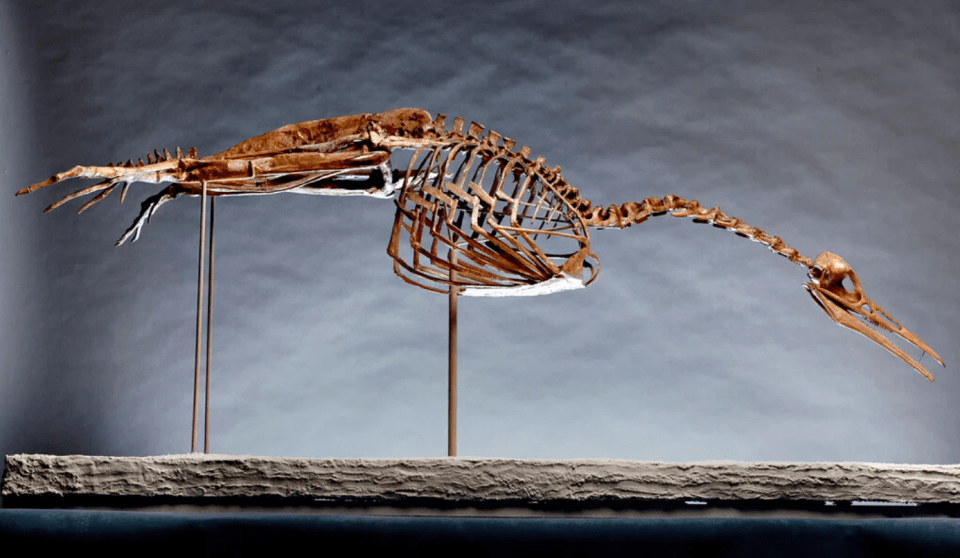 The fossils of Hesperornis, an 85-million-year-old bird.