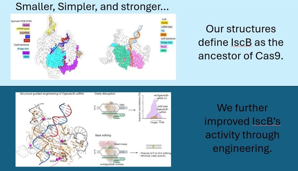 Two figures on a presentation slide. Titled "Smaller, simpler, and stronger..." is of IcsB and says: "Our structures define IscB as the ancestor of Cas9." The second figure, of an RNA molecule, says, "We further improved IscBs activity through engineering."