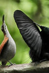 Side view of a male bird of paradise’s mating display. Photo credit: Ed Scholes.