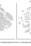 Two pictures, side by side. The one on the left shows the full amount of cells (1.3 millions) in a sample of a mouse brain. The one on the right, however, only shows 50 000 cells, which makes the image much less populated. 
