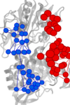 Graph that represents an enzyme. On it's left side, blue dots are connected by lines, while at the right side the same occurs but in red.  