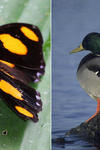 Picture of a butterfly on the left, and that of a duck on the right. 