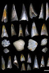 Photo of 50-million-year-old microfossil fish teeth and shark scales from the study site