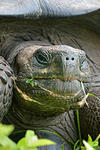 Eastern Santa Cruz tortoise. (Photo credit: Washington Tapia)