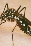 Photograph of the Aedes Aegypti mosquito