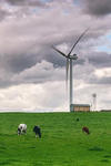 Two wind turbines appear on a field of green pasture were cows roam. 